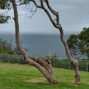 Trees Framing Rain, from Crackneck Lookout, Bateau Bay