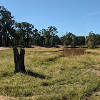 Riley's Trail Dam, Goonoo National Park, viewed from the south