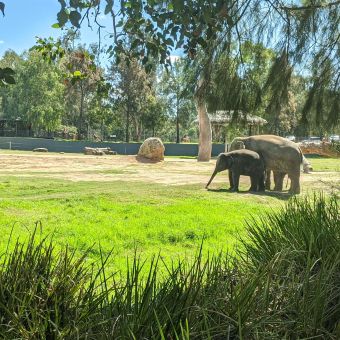 Elephant & Calf at Dubbo Zoo