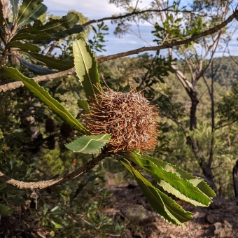 Banksia Over Valley; with in-focus flower on the left and out-of-focus trees disappearing into a valley