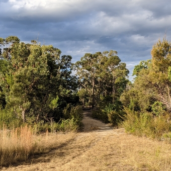 Sun & Shadow Over The Trail; yellowing grass in the immediate foreground leading to a path in the middle cutting its way through dense trees which are in sunlight, dark clouds looming behind them in sky