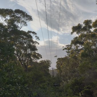 Powerline Knife, with tall, green trees growing up either side of powerlines down the centre which appear to make the patch of trees cut in two, with light fluffy clouds in the sky