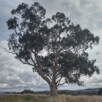 Lone Tree Atop Gungaderra Grasslands Nature Reserve, with a tall and sprawling gum tree to the centre right, backed by grey-mottled clouds and above low-lying hills and wheat-coloured grass