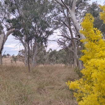 Wattle in bloom, Gungaderra Grasslands Nature Reserve, with old and crooked gum trees towering over the picture and blocking most from view, with a gap in the gum trees on the left viewing the dull yellowing grasses over a small ridge, with a wattle tree on the right in full bright yellow bloom which overwhelms the dull colours of the gum trees and the grasses