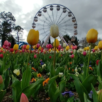A Ferris Wheel In The Tulip Field, Floriade, with tulips coloured white and pink and yellow in the foreground standing tall and angled as trees usually are and thus seeming to go on forever, with a white metal ferris wheel in the centre of the background in front of a grey and cloudy sky
