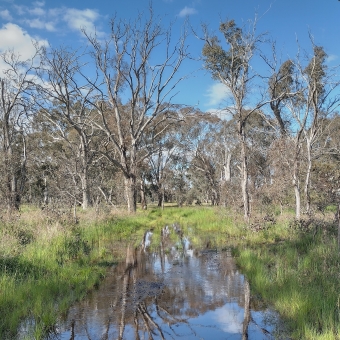 A Water-Logged Walkway, with a discrnible yet covered-in-water path front and centre, with various plants emanating away from the path like waves, firstly grasses then shrubs then bare trees then large leafed trees all of which mask the path at a distance, with the clear blue sky poking above the tallest trees and reflected in the water across the path