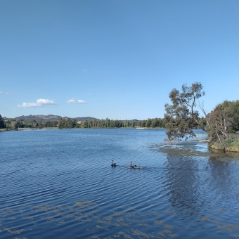 A Family Of Geese, Yerrabi Pond, Gungahlin, with the picture being divided between rippling blue water and clear blue sky by the opposite shore line, with a family of two parent geese and three goslings swimming right to left across the closer water