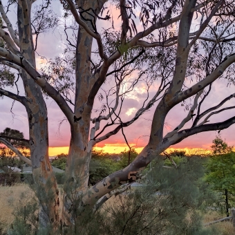 Gum Tree Sunset, Mirrabei Drive, Amaroo/Ngunnawal, with a scribbly-bark gum tree in the immediate foreground filtering the view behind, with a vibrant orange sunset turning pink on the clouds above it, with deep green trees extending across the ground below the sunset