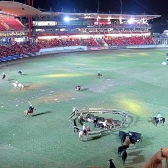 The Thunder of a Thousand Hooves, with a well-lit stadium with green grass and red seats, with cows dotted across the grassbeing herded by six people on horses and six dogs which appear as blurs because of the dogs movement, with some cows in a makeshift wooden pen, with the blackest sky above
