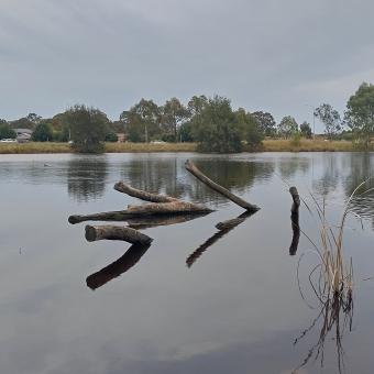 Zakharov Pond, Forde, with smooth water below only pierced by a large dead branch, with dispersed trees across the lake covering the horizon, and flat grey clouds above