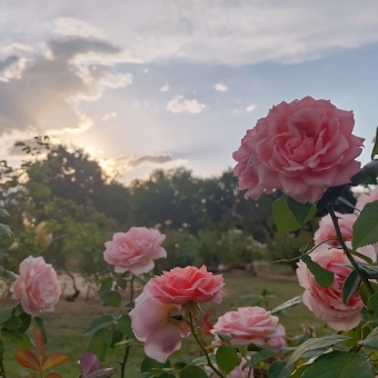 Sunset Rose, Senate Gardens, Old Parliament House, with pink roses in the lower foreground in a garden which extends into the distance, with a glowing sunset in the background in a slightly cloudy but otherwise blue sky