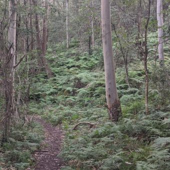 The Quarry Walking Track, Hornsby