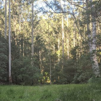 Rosemead Road Picnic Area, Hornsby