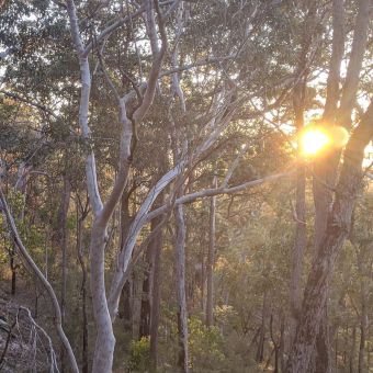 Sunset Through Dense Trees, North Wahroonga