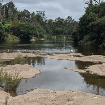 Parramatta River Through The Park, Parramatta