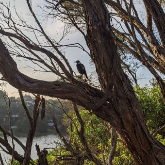 Bird Perusing the View from Wamberal Reserve