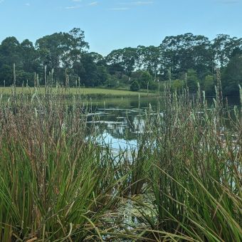 Reeds in George Hall Creek