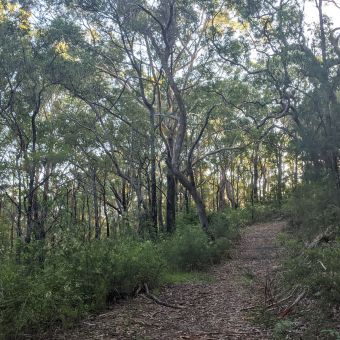 Afternoon Sun across the Beltana Track, Fox Valley