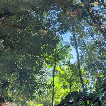 Bushy Reflections In Jimmy Bancks Creek, Hornsby