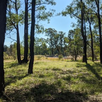 Riley's Trail Dam, Goonoo National Park, viewed from the east