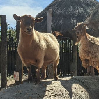 Four Posing Goats at Dubbo Zoo