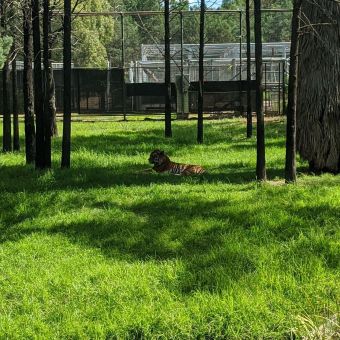 Shaded Tiger at Dubbo Zoo