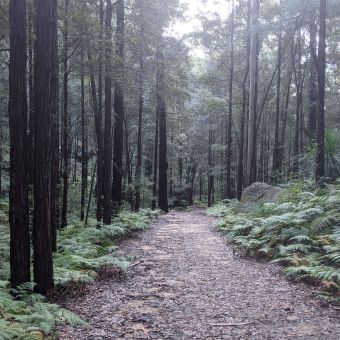 A Calm Afternoon on Rosemead Trail, Hornsby