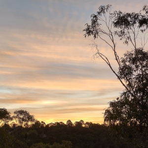 Rippled Apricot Clouds: silhouetted trees left and right, streaky light orange clouds slicing then semi-dicing the pale blue sky from left to right.