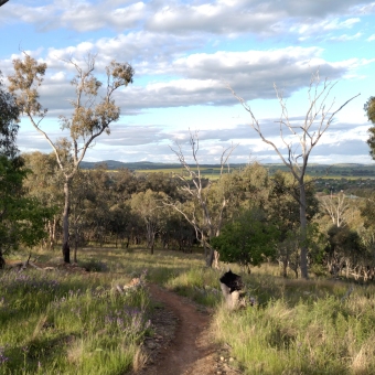 Cootamundra Mountain Bike Park Summit