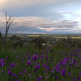 Cootamundra Mountain Bike Park View