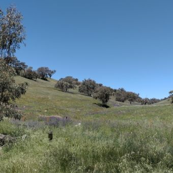 Deep Gully Between Pioneer Park & Cootamundra Quarry