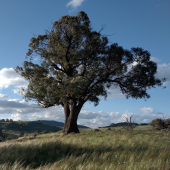 Overlooking Tree near Bethungra Dam