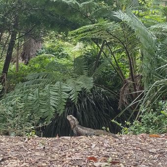 The Lizard, Edgeworth David Park, Hornsby, with lizard in centre frame facing left and looking up from leaf-littered ground into a very green surround mixed with different grasses ferns and trees