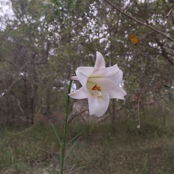 A Lone Flower, Ashburton Avenue, South Turramurra, with the flower at the centre of the picture with white, floppy petal and a green staeman with orange buds all on a single straight green stalk, in the background surrounded by dense navy green and cardbox-grey trees and shrubs