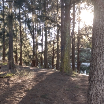 Eastern Island, Yerrabi Pond, Gungahlin, with golden sunlight from the right streaming through trees with straight trunks and needle-like leaves, with brown matted ground only partially covered in patchy grasses