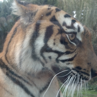 Up-Close Tiger, Canberra Zoo, with the head of the tiger facing right and taking up the whole right side of the picture, with the tiger's enclosure with lopw platforms and green trees out of focus behind it on the left of the picture, with a barely discernible relfection of me taking the picture in the glass separating the tiger and me