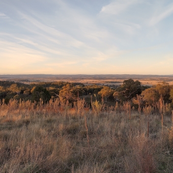 Purveying The Expanses, Atop Little Mulligan's Circuit, Bonner, with the whole ground tinted red from the setting sun, with grasses and low shrubs in the foreground rolling over the hill into thivk gum trees eventually turning into distant farming fields, with the light blue sky streaked and slightly chequered with white streaky clouds mostly going from top left to bottom right