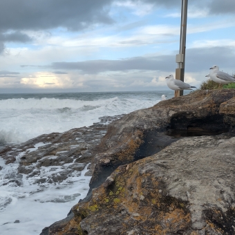 Seagulls' Purview, South Curl Curl Rock Pool, Curl Curl, with three seagulls on the right of the picture standing on a rocky ledge, with a wave splashing up over rock flats and the rock pool just below and on the left, with the sky streaked with golden and grey clouds alongside light blue sky