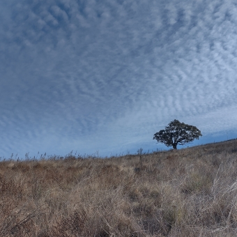 One Tree Hill, Hall, with a tightly chequered blue and white sky in the top half of the picture, with mottled, yellow and wheat coloured grass on a sloping hill up to the middle, with two volumions trees from the hill the only thing breaking the barrier between them dotted on the top of the hill as though an afterthught