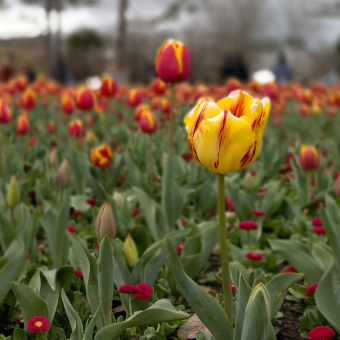 The One Who Was Different, Floriade, with a large flowerbed full of red tulips with yellow trim, except for one in the foreground which is yellow with red trim, with the focus on the yellow tulip which becomes more blurry the deeper into the flowerbed the distance goes, with an almost discernible background of people and a couple of gum trees and a ferris wheel