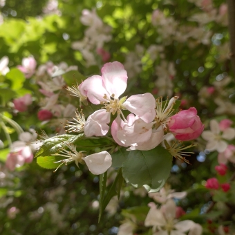 Stand Out Flower, my front garden, with a pale pink flower in the centre of the image, with its tree out of focus taking up the rest of the image behind it so that all is visible are greens and pinks and browns which are lit by the sun on the left and shaded by another tree on the right