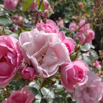 A Flower By Any Other Name, Kardang Street, Ngunnawal, with a rose bush taking up most of the frame, with three, brilliant pink flowers in focus to the left of the picture, with the footpath and grass and green trees disappearing into the out-of-focus distance