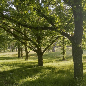 Golden Trees, Jandura Park, O'Connor, with golden sunlight streaming from right to left through multitudionous green-covered branches and unbroken green grass, with the only discrenible colours are similar shades of gold and green and brown