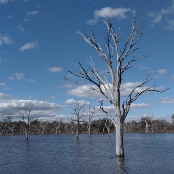 The Sprawling Wetlands, with rippling water cut from the sky only by a long band of seemingly small gum trees in the distance, with a lifeless and leafless tree of trunk and branches only standing in the water as though a lone soldier but backed by about fifteen or so other trees standing further out in the lake, with the blue sky streaked with white-ish grey clouds mainly on the left side of the image which seem to balance the foreground tree which is slightly to the right of centre