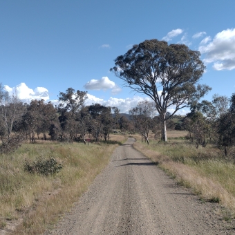 The Long Dry Path, with a graqvelly path finding its way through the centre of the picture between thick grasses and low trees under a dry blue sky with clouds building on the horizon, with one tree just to the right of the path standing up tall above the rest and into the sky