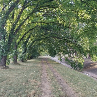 Phillip Avenue Walkway, Ainslie, with a well-trodden dirt path in the centre extending as far as one can see, with almost identical trees following this path which have leafy branches overhanging the path and almost dipping into the sewer line on the right, with sun streaming through some branches turing some of the leaves from green to golden