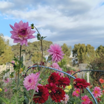 Dahlias in Full Bloom, COGS Community Garden, Crace, with a solitary pink dahlia which has many petals stretching up into the blue and cloudy sky upon a straight stem, with pink, red, orange, yellow, and white dahlias spread out amongst the green leaves below, with out of focus green trees hiding the horizon behind