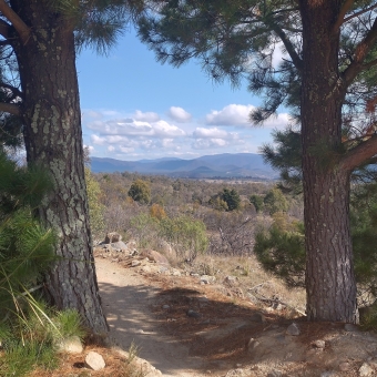 Framed Mountains, Stromlo Forest Park, Stromlo, with thickly-branched pine trees on the left and right of the picture which otherwise block the view, with a mountain bike trail at the bottom of the picture which barely snakes between the two threes, with low shrubs quickly disappearing into large rolling blue mountains, with blue fluffy clouds just above the horizon in an otherwise blue sky