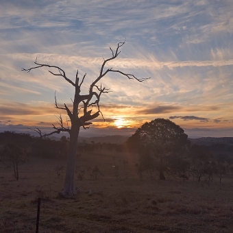 A Frame of Two Trees, Taylor, with a dead tree and a fully-leafed tree the only things reaching above the horizon to seemingly encircle a yellowing sun which has almost disappeared behind a band of purple-grey cloud, with streaks of peach-coloured clouds extending vertically from the horizon and chequering the pale blue sky alongside thin sheets of horizontal clouds which are a slightly lighter shade of peach mixed with grey