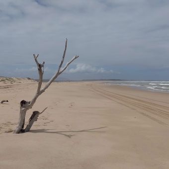 Beached Driftwood, Old Bar Beach, with a large dead branch pointing upwards out of the otherwise flat sand and rolling waves off to the right, with the sand and the waves going as far as the eye can see